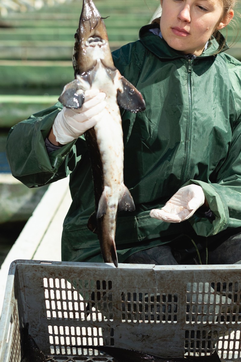 Rozwiązania uzdatniania wody dla akwakultury i hodowli ryb