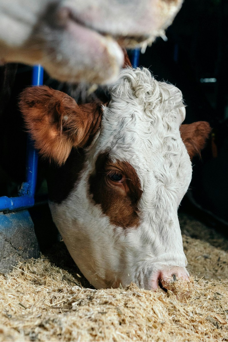 Rozwiązania uzdatniania wody dla rolnictwa